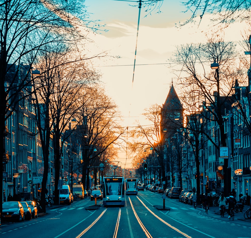 cars on road between bare trees during daytime