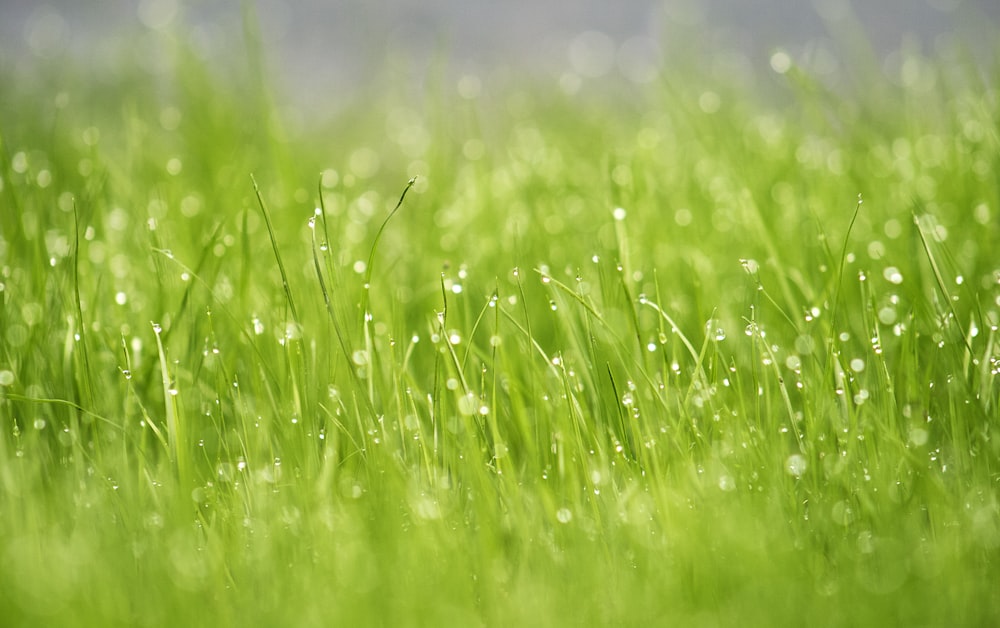 Champ d’herbe verte pendant la journée