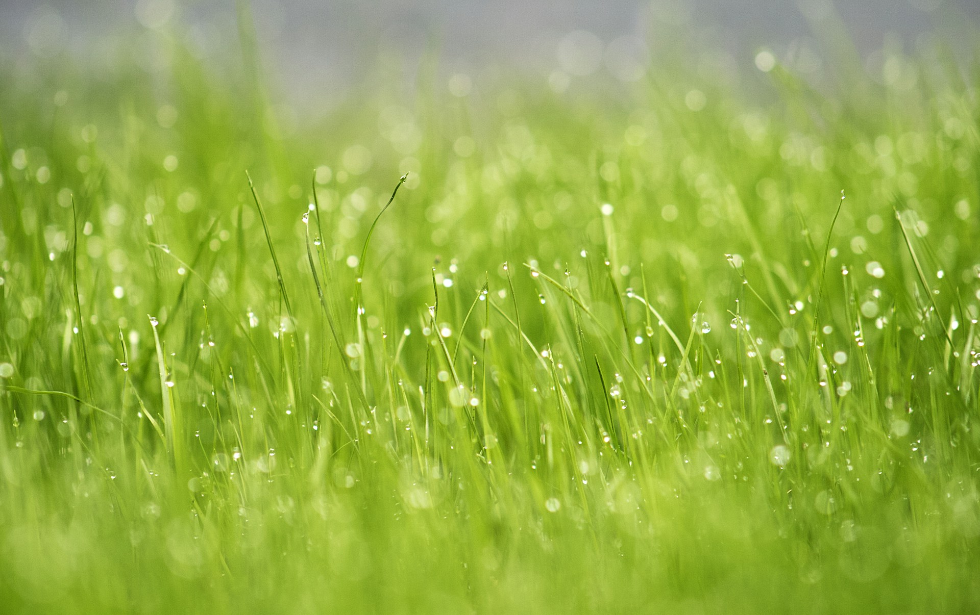 green grass field during daytime