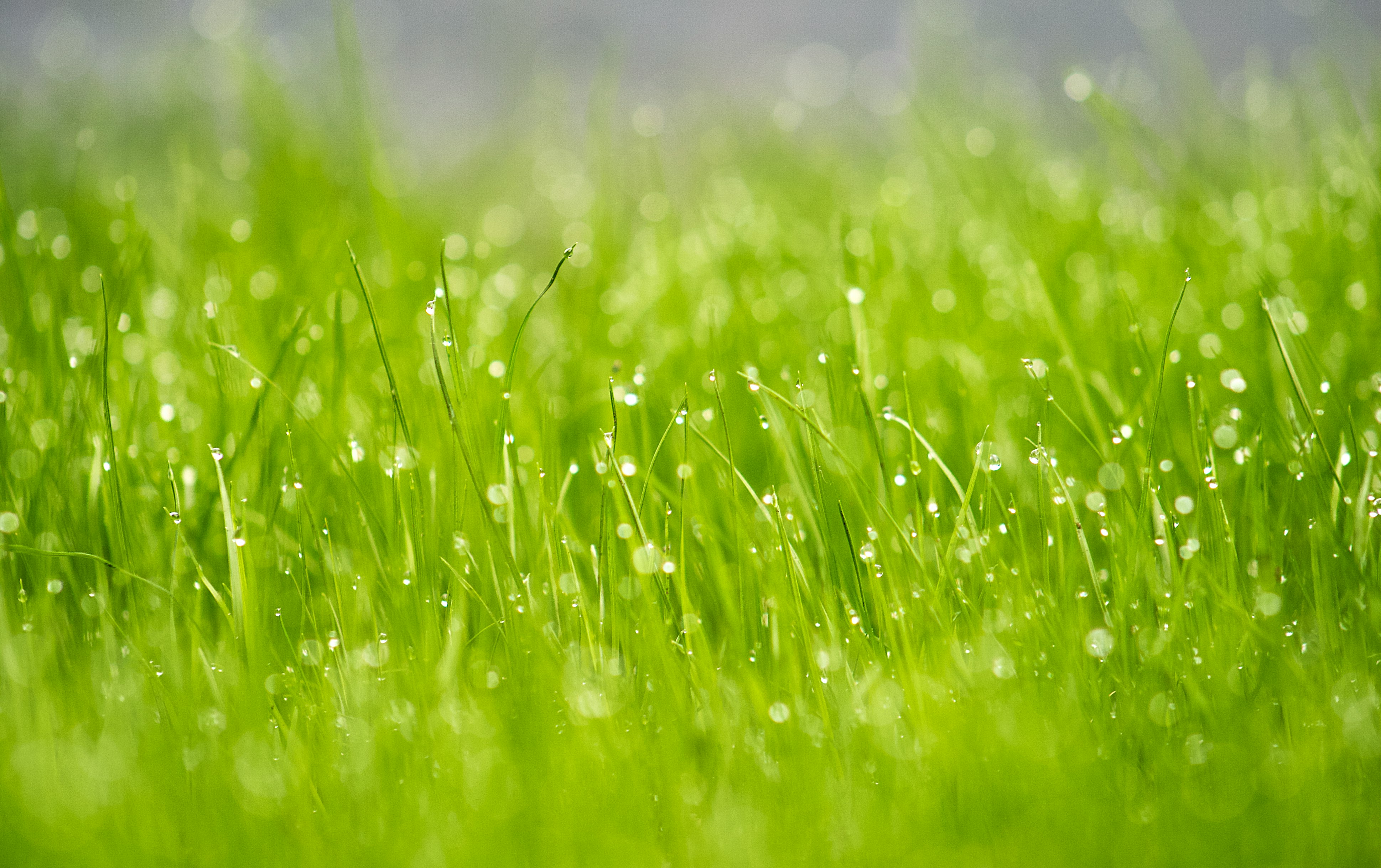 green grass field during daytime