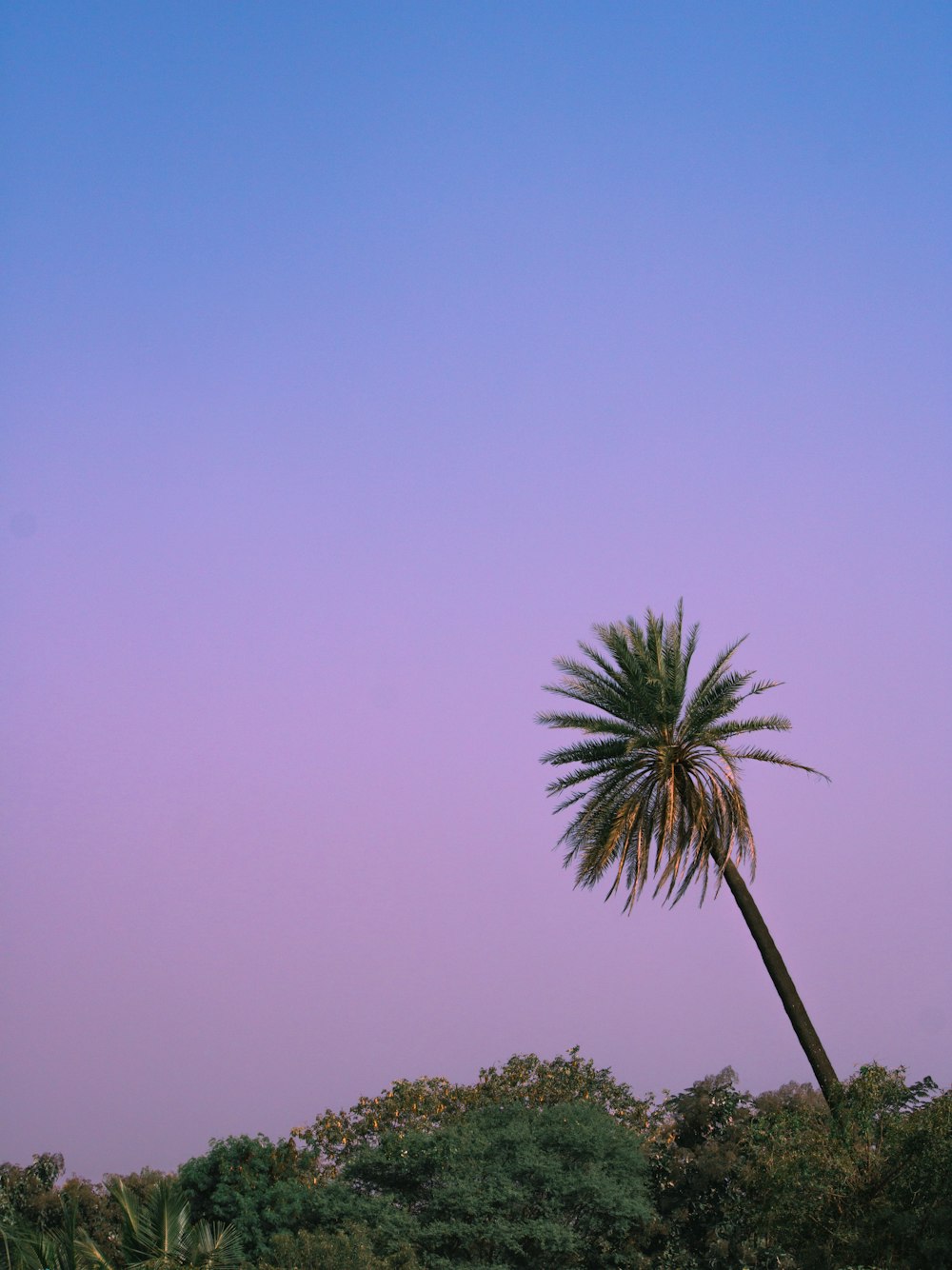 green palm tree under blue sky during daytime