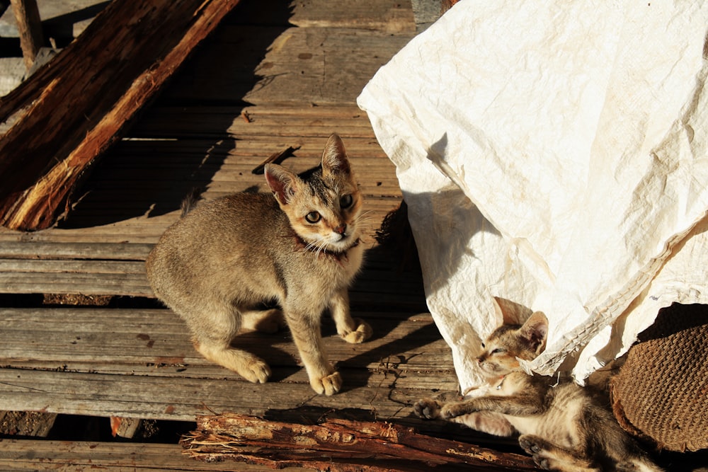 brown cat on brown wooden plank