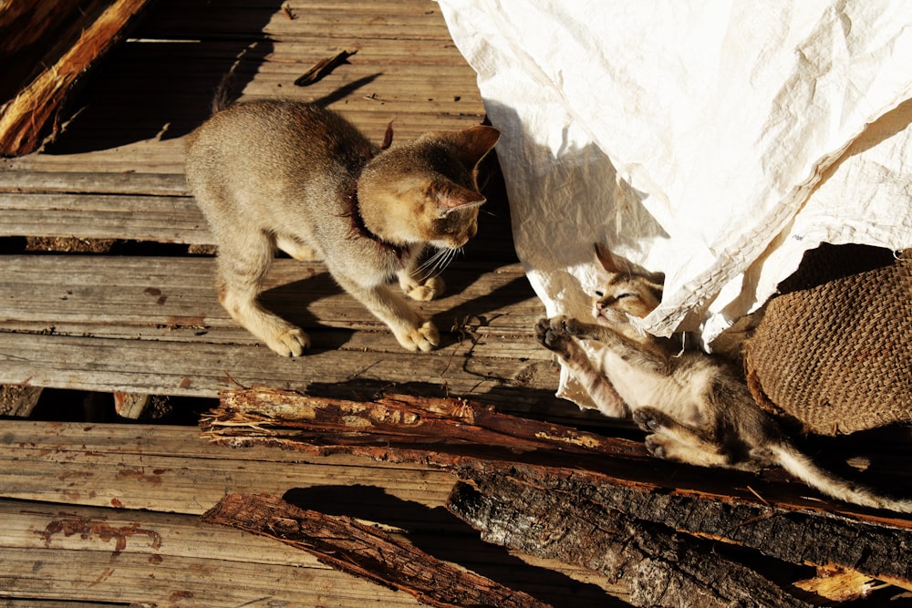 brown cat on brown wood