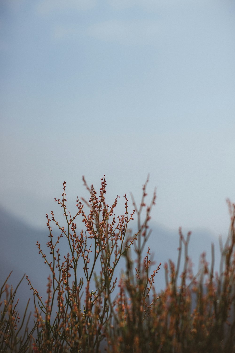 brown grass under white sky during daytime