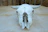 Close-up of a beautifully detailed cattle skull artwork with desert sand tones.