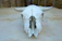 Close-up of a beautifully detailed cattle skull artwork with desert sand tones.