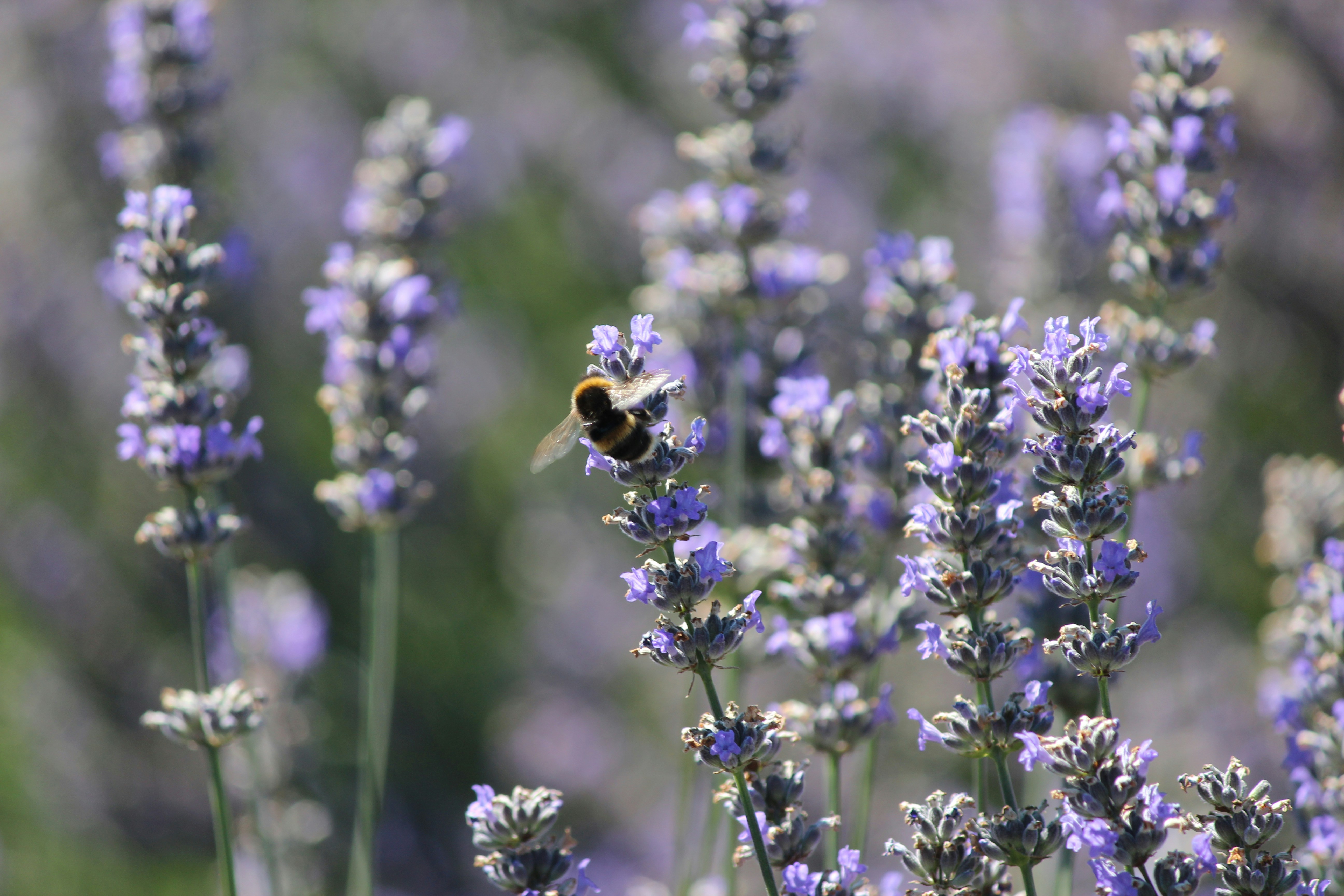 Photo by serendipitousphotos