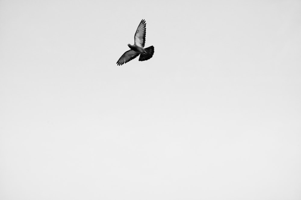 black and white bird flying