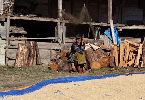 A person is seated on a pile of large wood logs beside a makeshift structure made of long wooden planks and shelves. The individual's posture is relaxed, and they are wearing a dark sweater and green pants. Surrounding the person are chopped firewood pieces, and a tarp is spread in the foreground with grain drying on it. The setting appears rustic and rural.