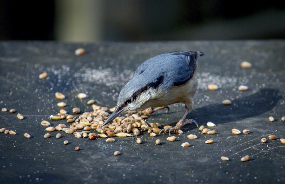 blue and white bird on brown and black pebbles