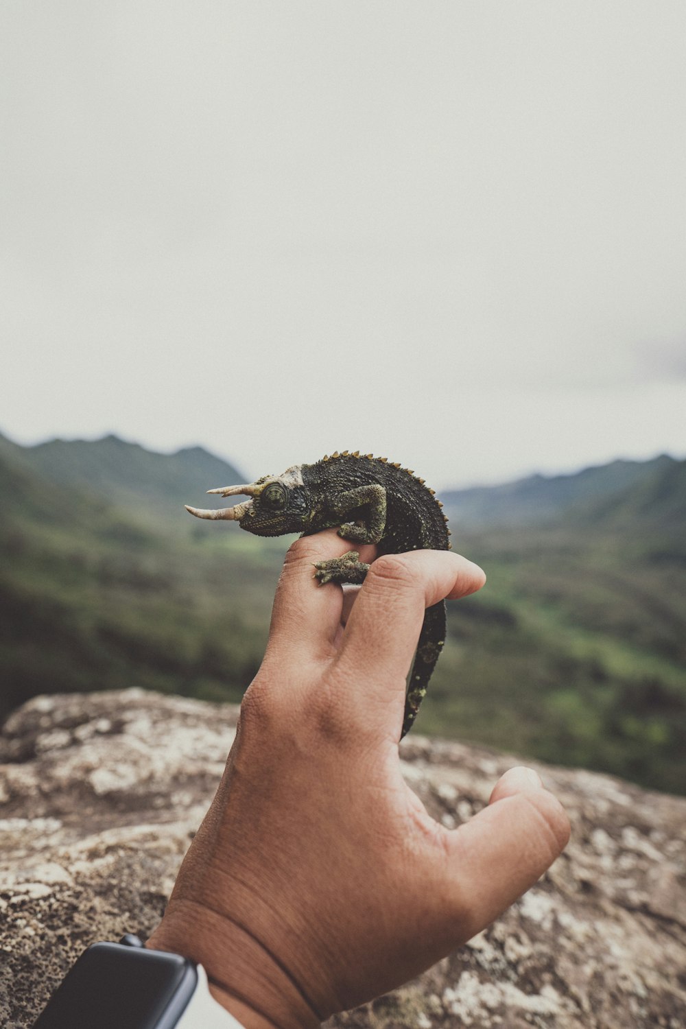 person holding black and brown turtle figurine