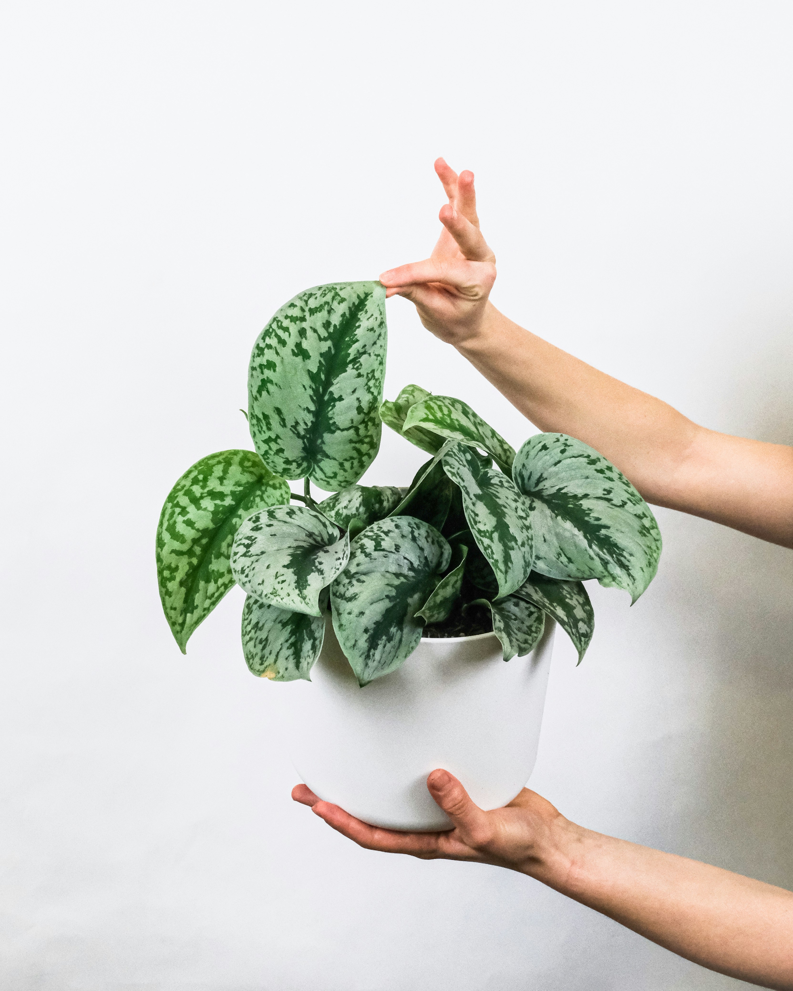 person holding green leaf plant