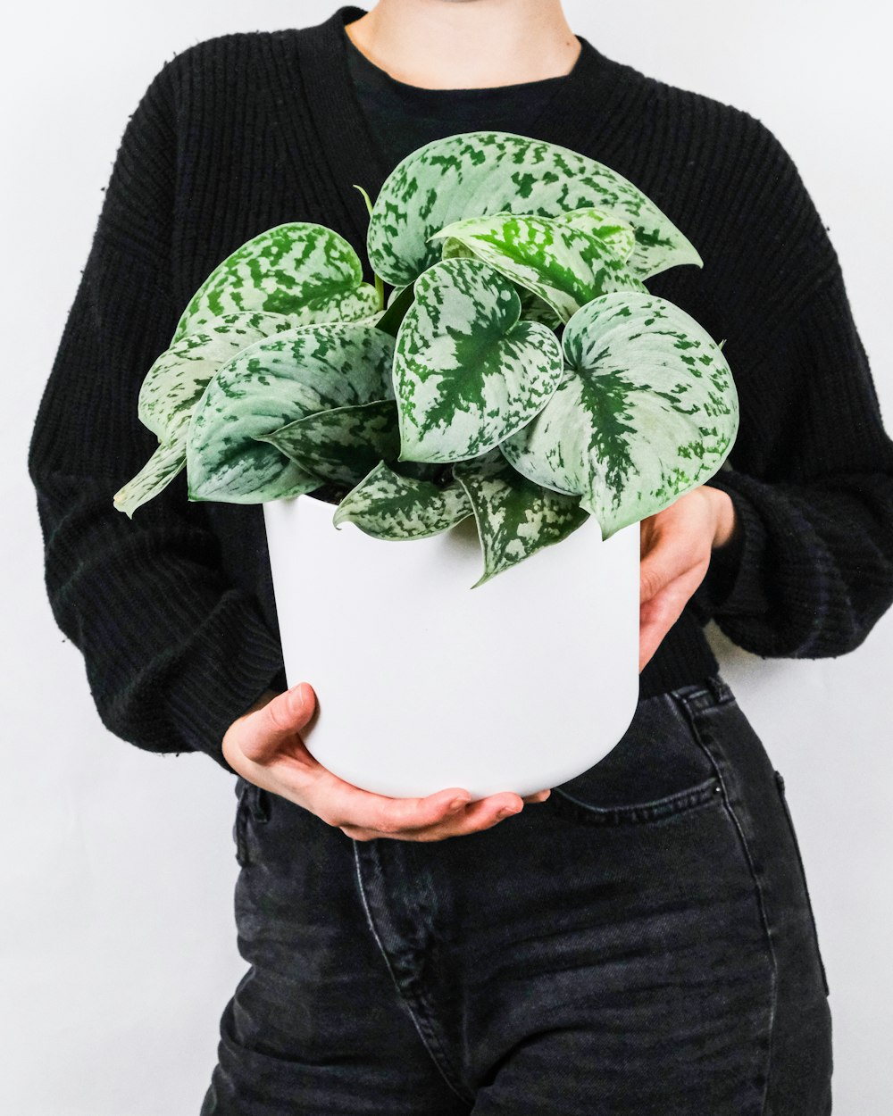 person in green long sleeve shirt holding green leaf plant