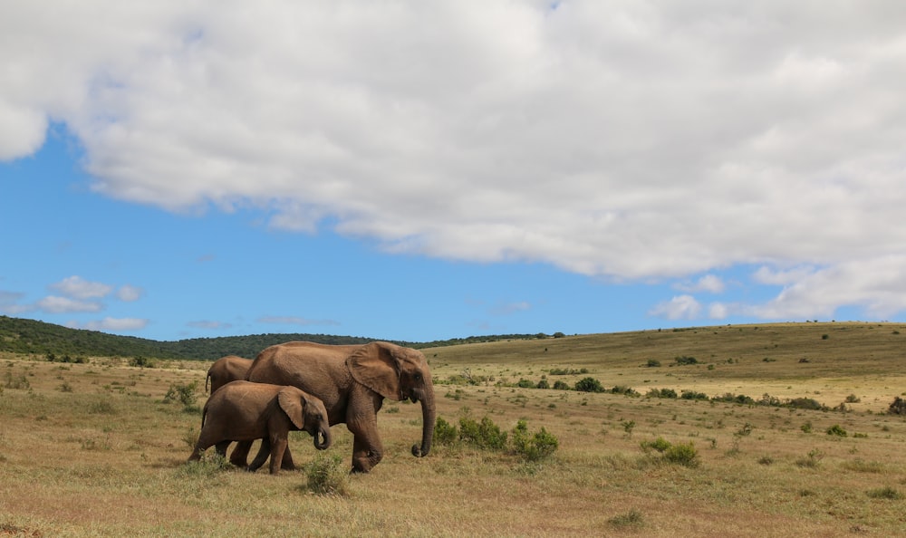 elefante marrón en el campo de hierba verde bajo las nubes blancas y el cielo azul durante el día