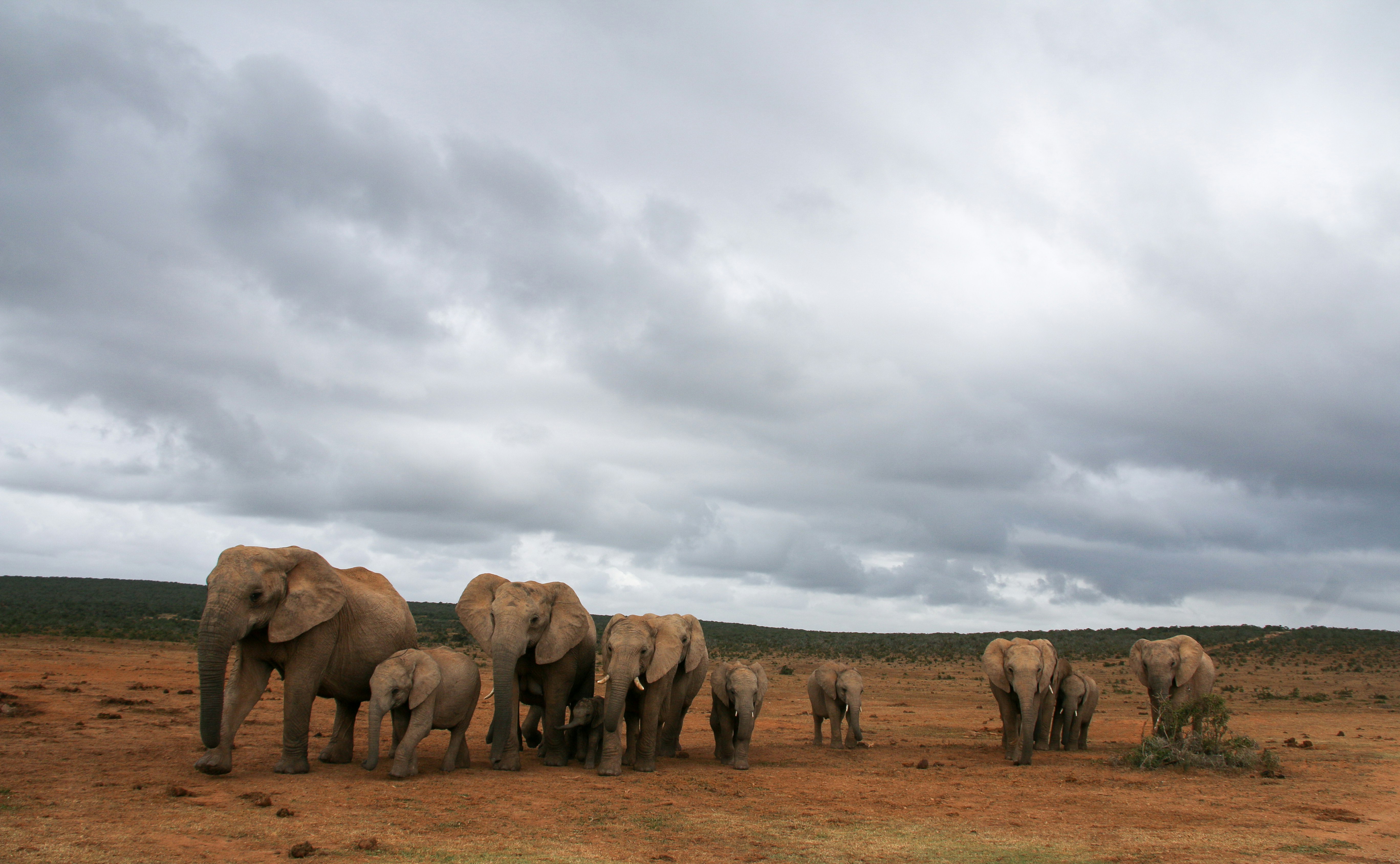 group of elephant on brown field under white clouds during daytime