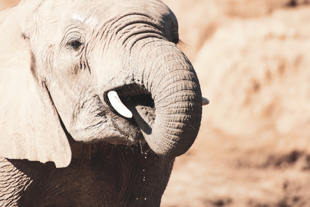 grey elephant walking on brown sand during daytime