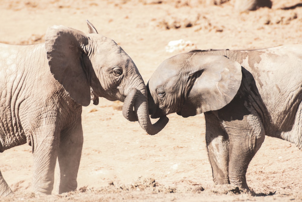 gray elephant walking on brown sand during daytime