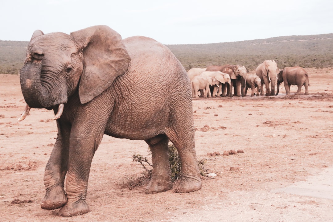 gray elephant walking on brown sand during daytime