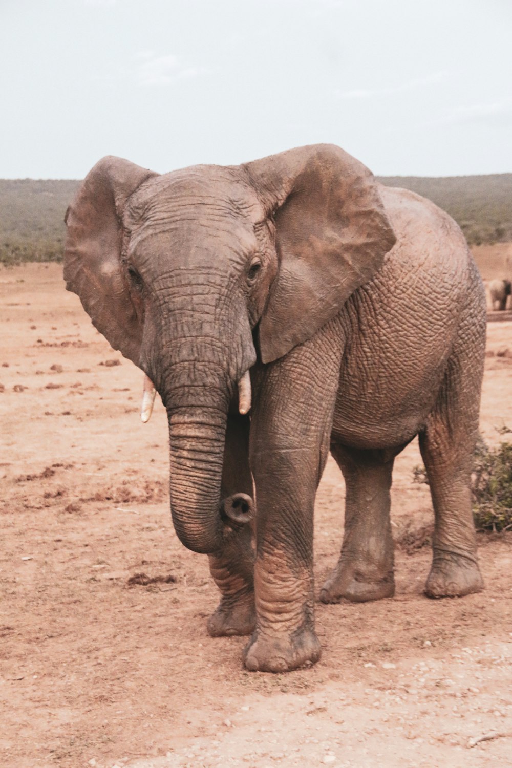 elefante cinzento que caminha na areia marrom durante o dia