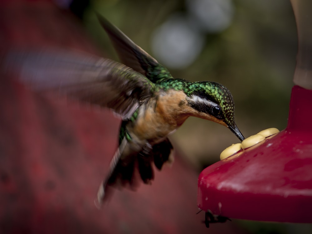 green and brown humming bird