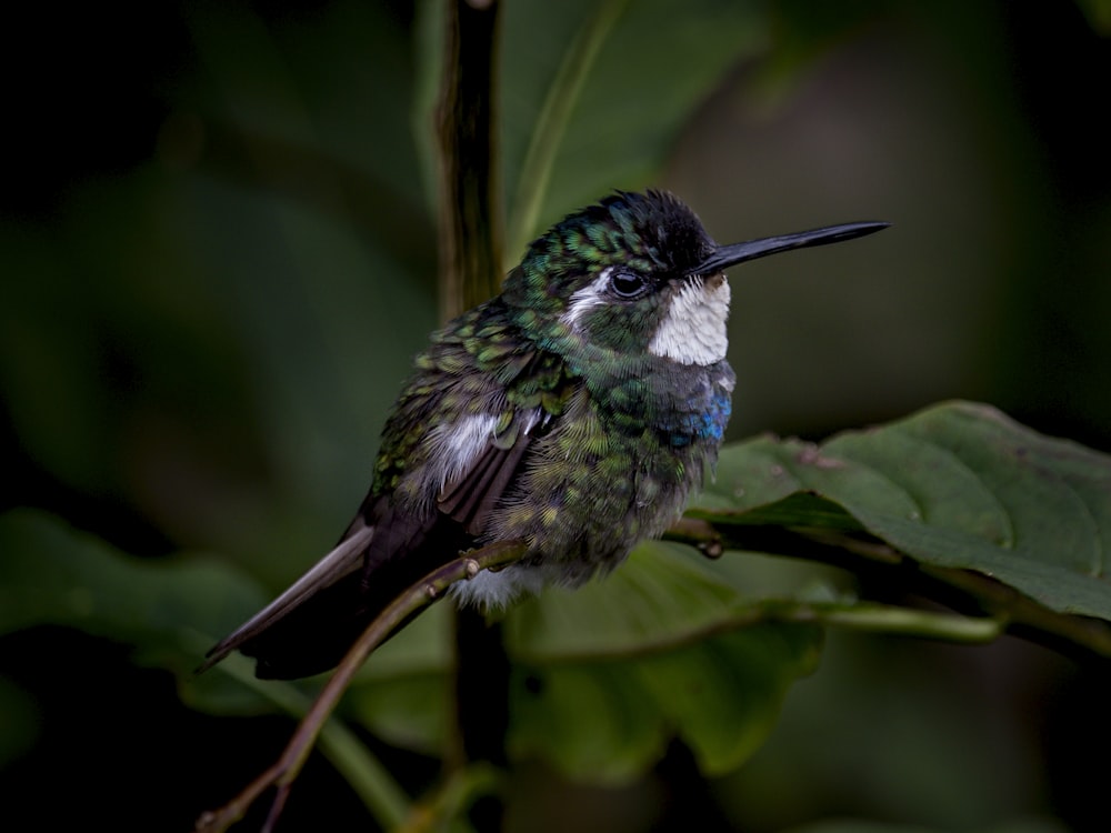 green and black bird on green leaf