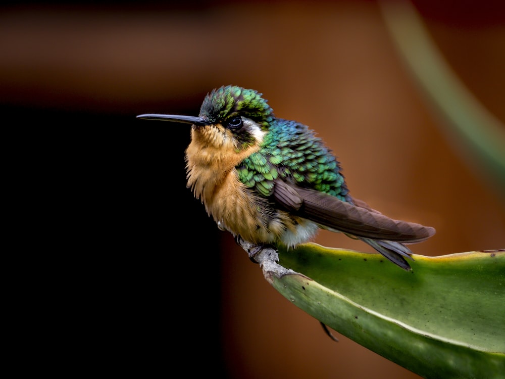 green and brown humming bird on green leaf