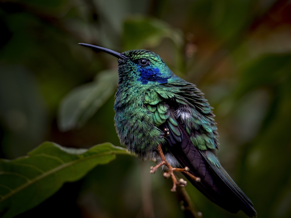 blue and green bird on brown tree branch