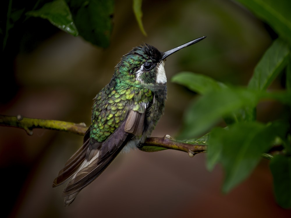 green and black bird on green leaf