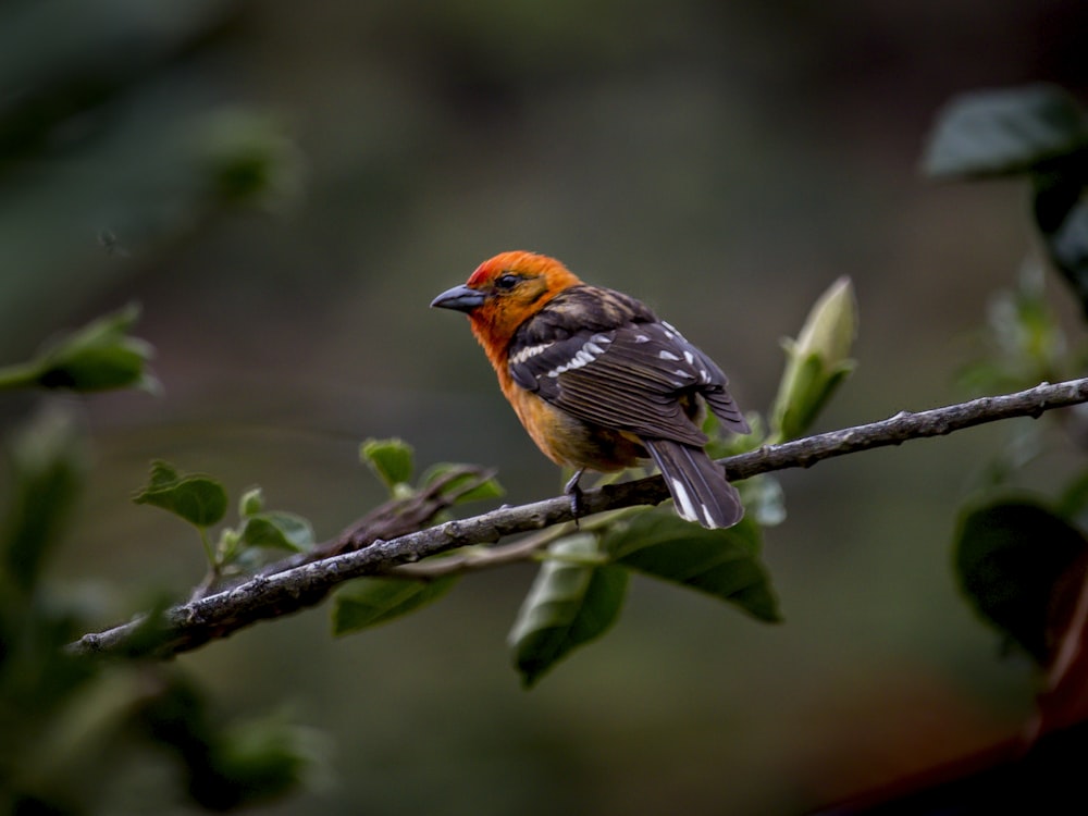 brown and orange bird on tree branch