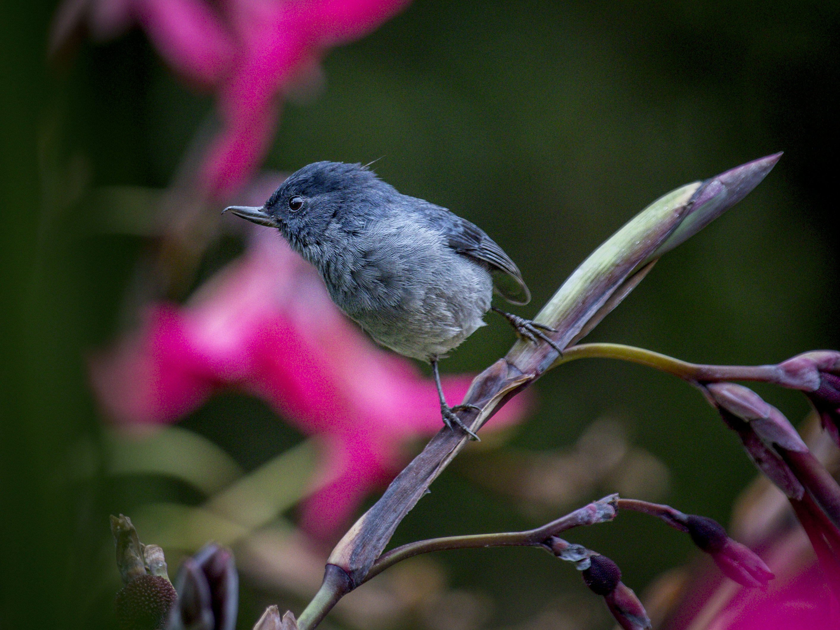 gray and black bird on brown stem