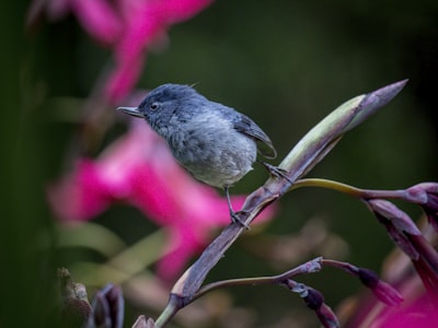 gray and black bird on brown stem