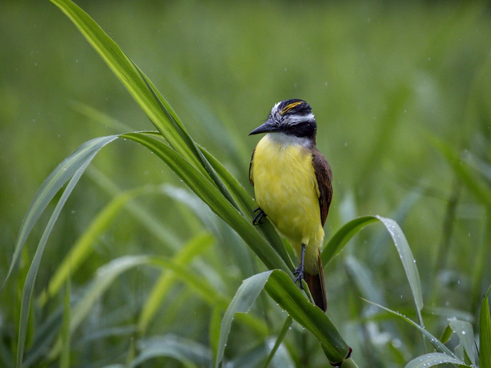 yellow and black bird on green plant