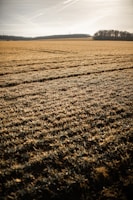 Rows of experimental crops stretching into the distance with a clear blue sky