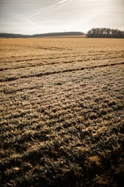 A sunlit farm field with rows of young crops stretching toward the horizon under a clear blue sky.
