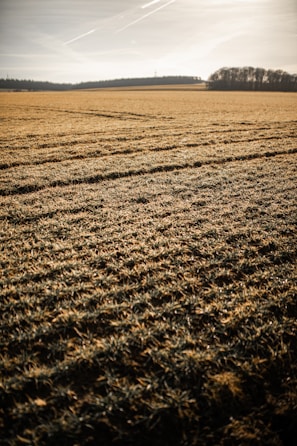 Rows of experimental crops stretching into the distance with a clear blue sky