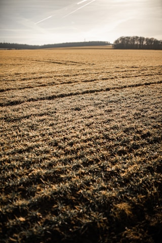 A sunlit farm field with rows of young crops stretching toward the horizon under a clear blue sky.