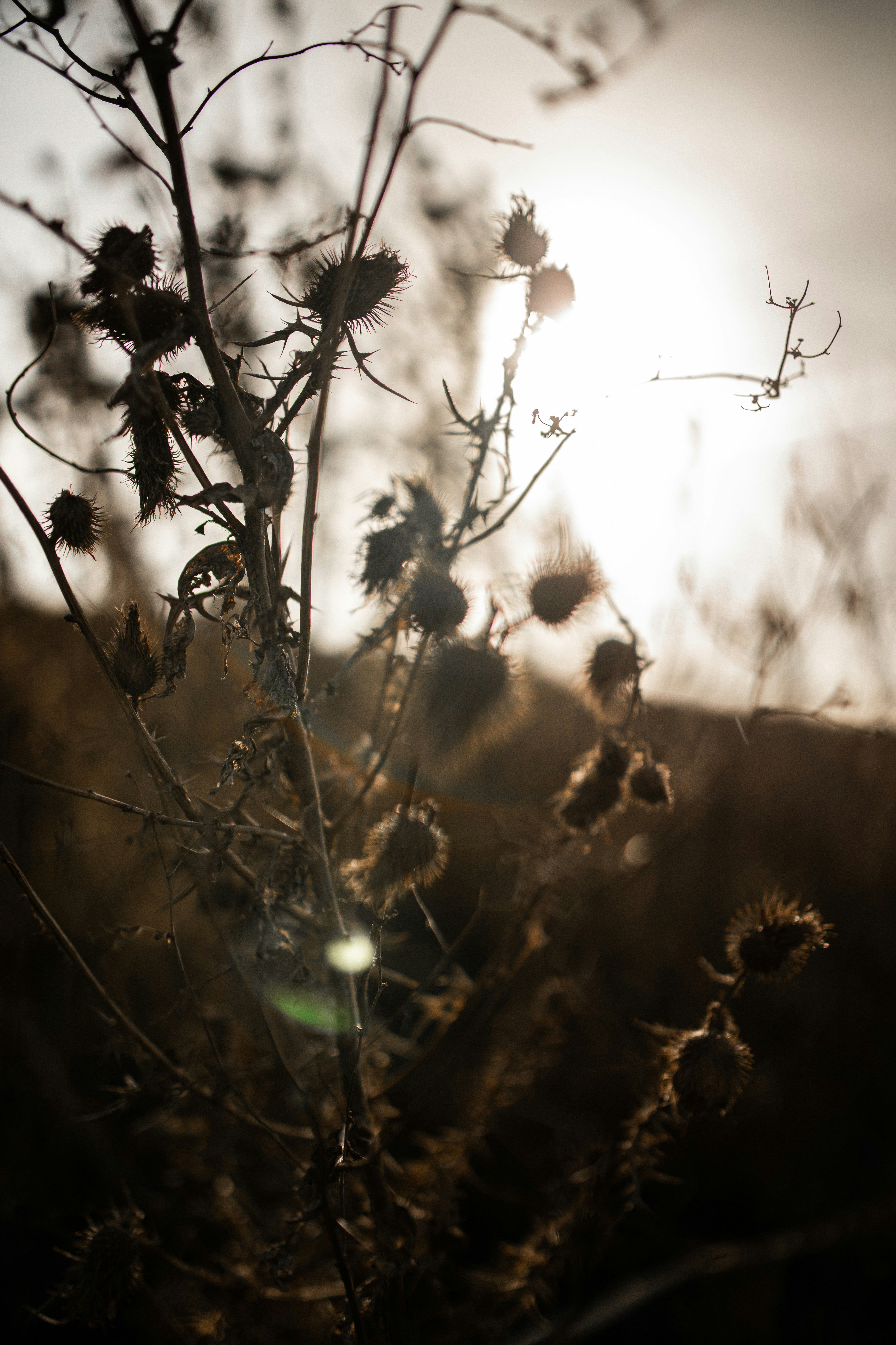 Photo by kajareichardtphotos