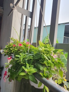 Hanging planters with trailing ivy and bright blooms against a sunny balcony railing.