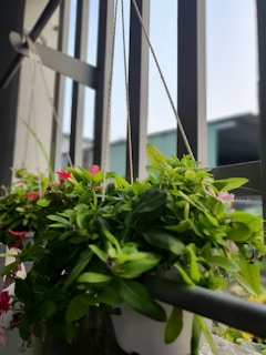 Vintage rattan hanging pots swaying gently with thriving trailing plants, adding charm to any space.