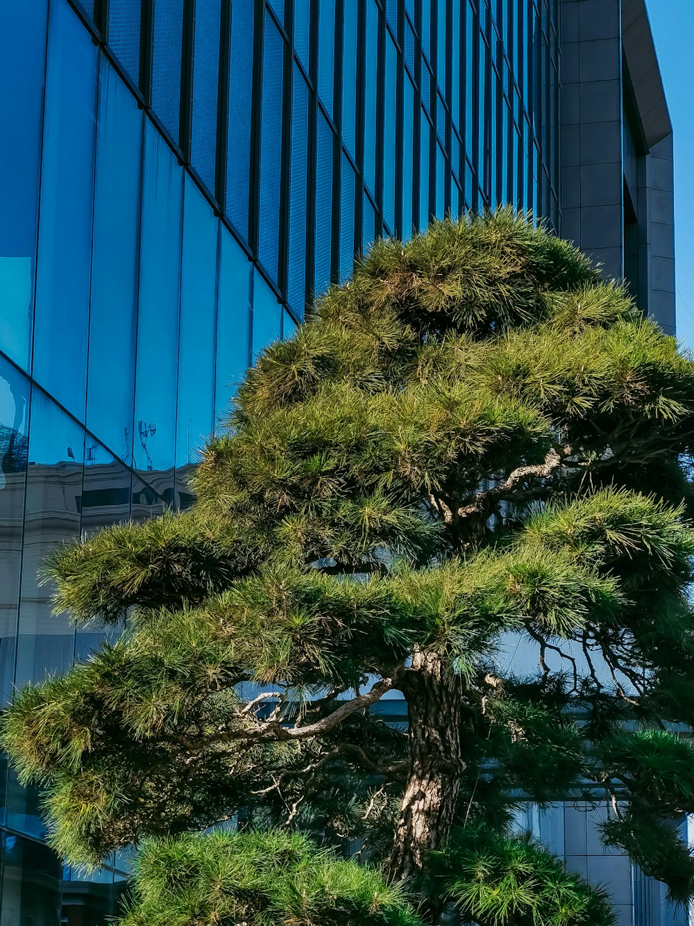 green tree near blue wall