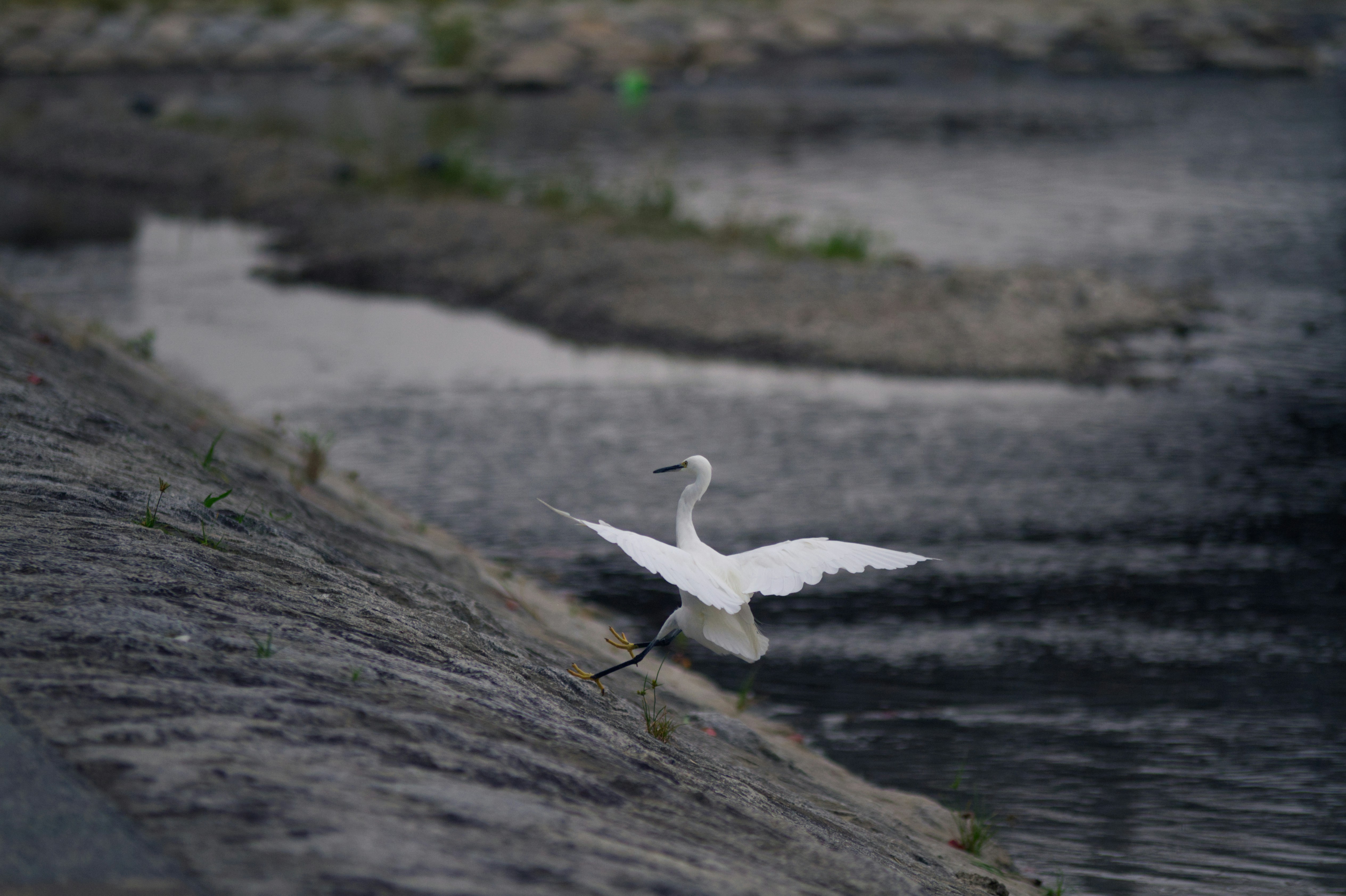 昼間に川の上を飛んでいる白い鳥の写真 Unsplashで見つけるグレーの無料写真