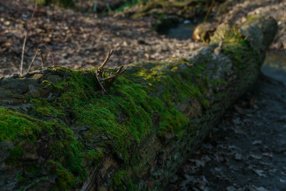 green moss on gray rock