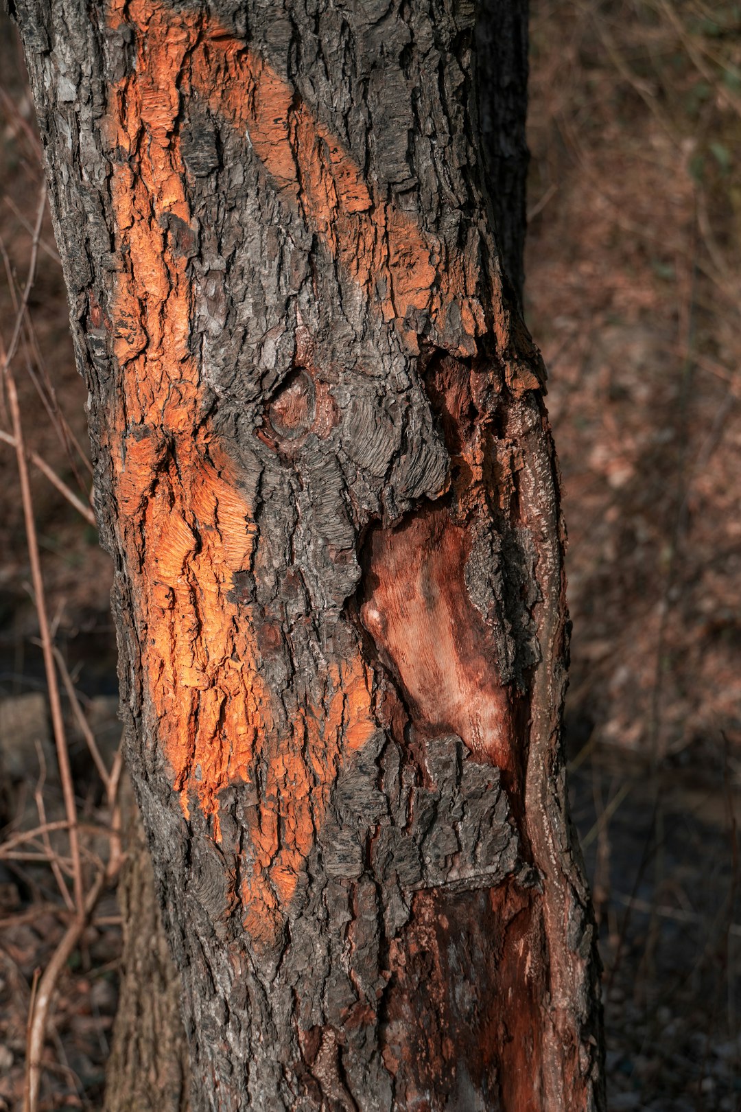 brown tree trunk in close up photography