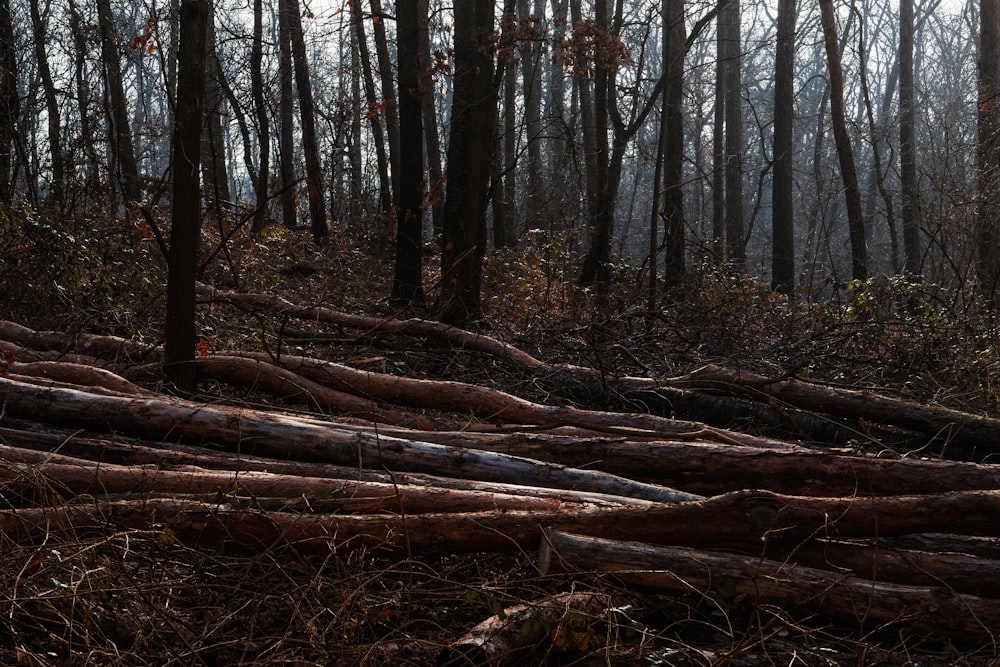 brown tree log on forest during daytime