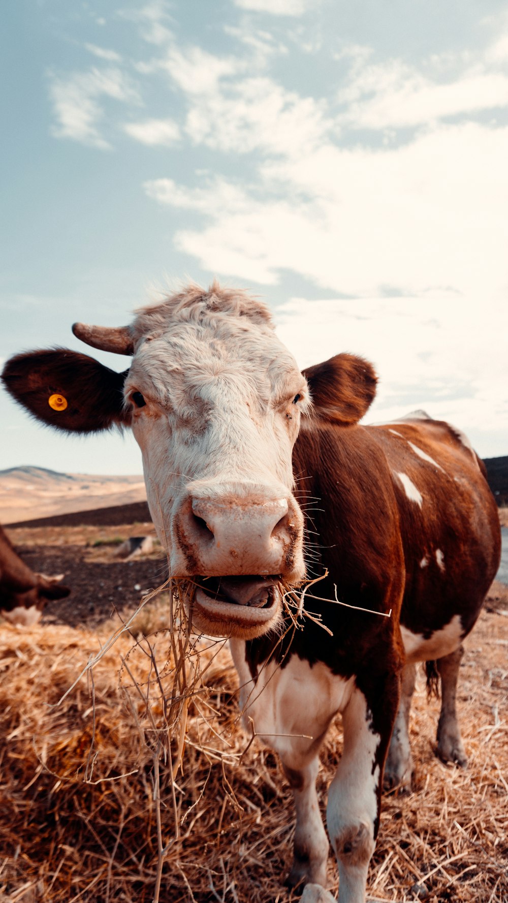 brown and white cow on brown field during daytime