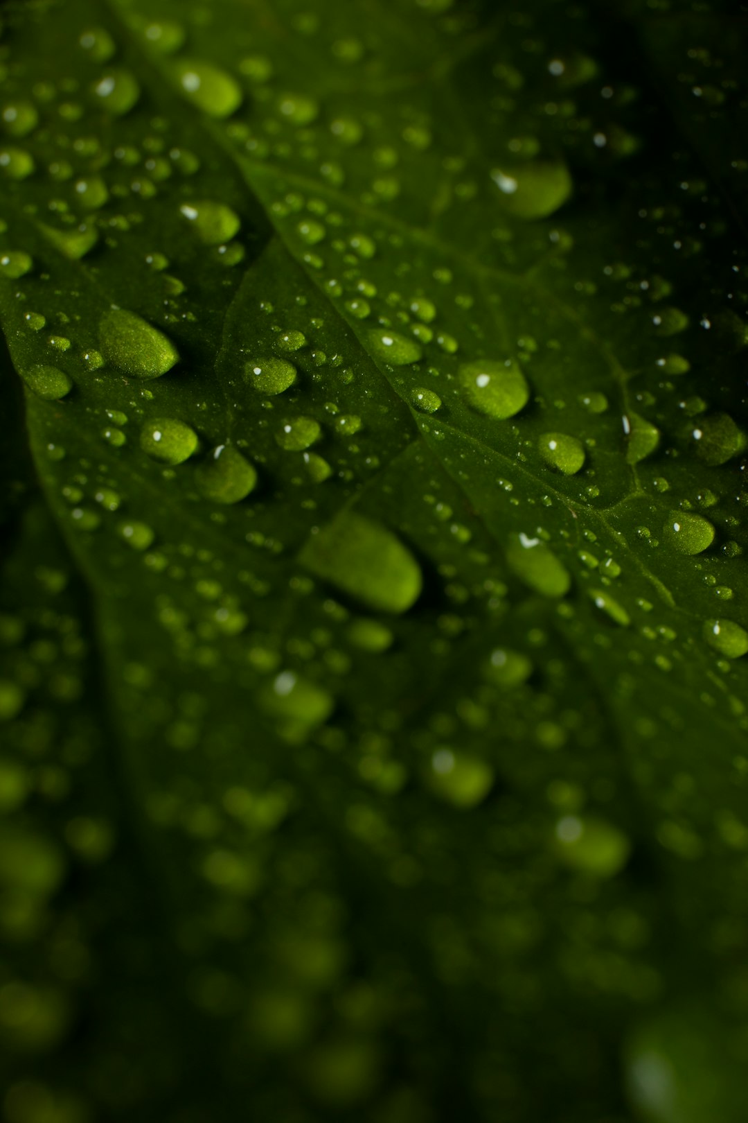 water droplets on green leaf