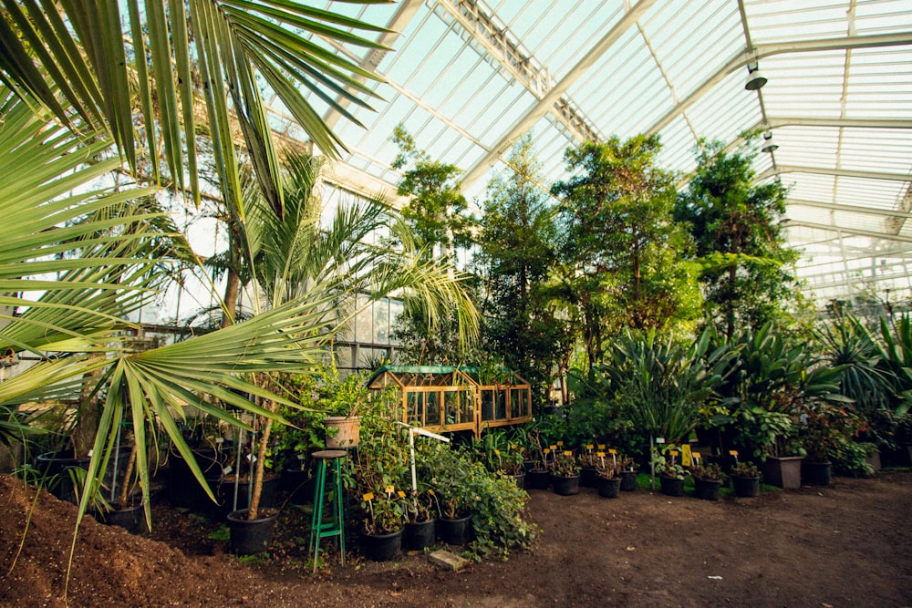 plantas verdes en un marco de metal verde