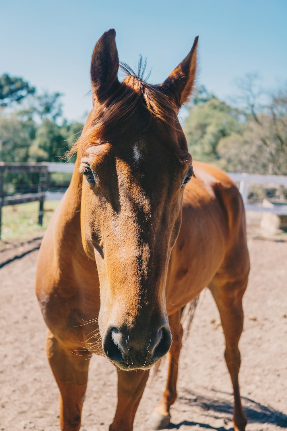 brown horse standing on brown field during daytime