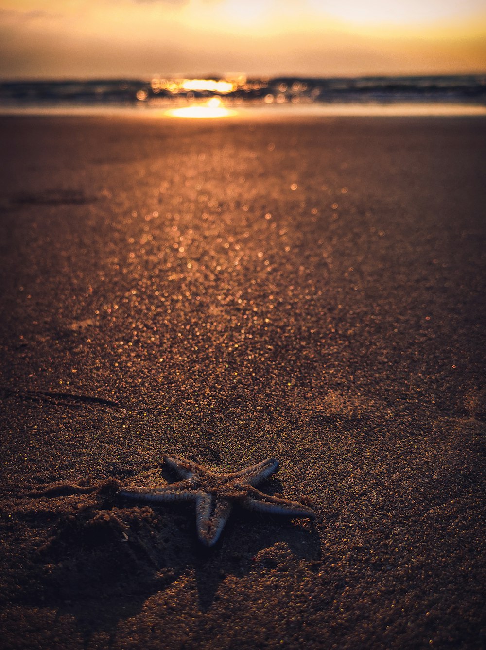 Brauner Seestern auf braunem Sand bei Sonnenuntergang