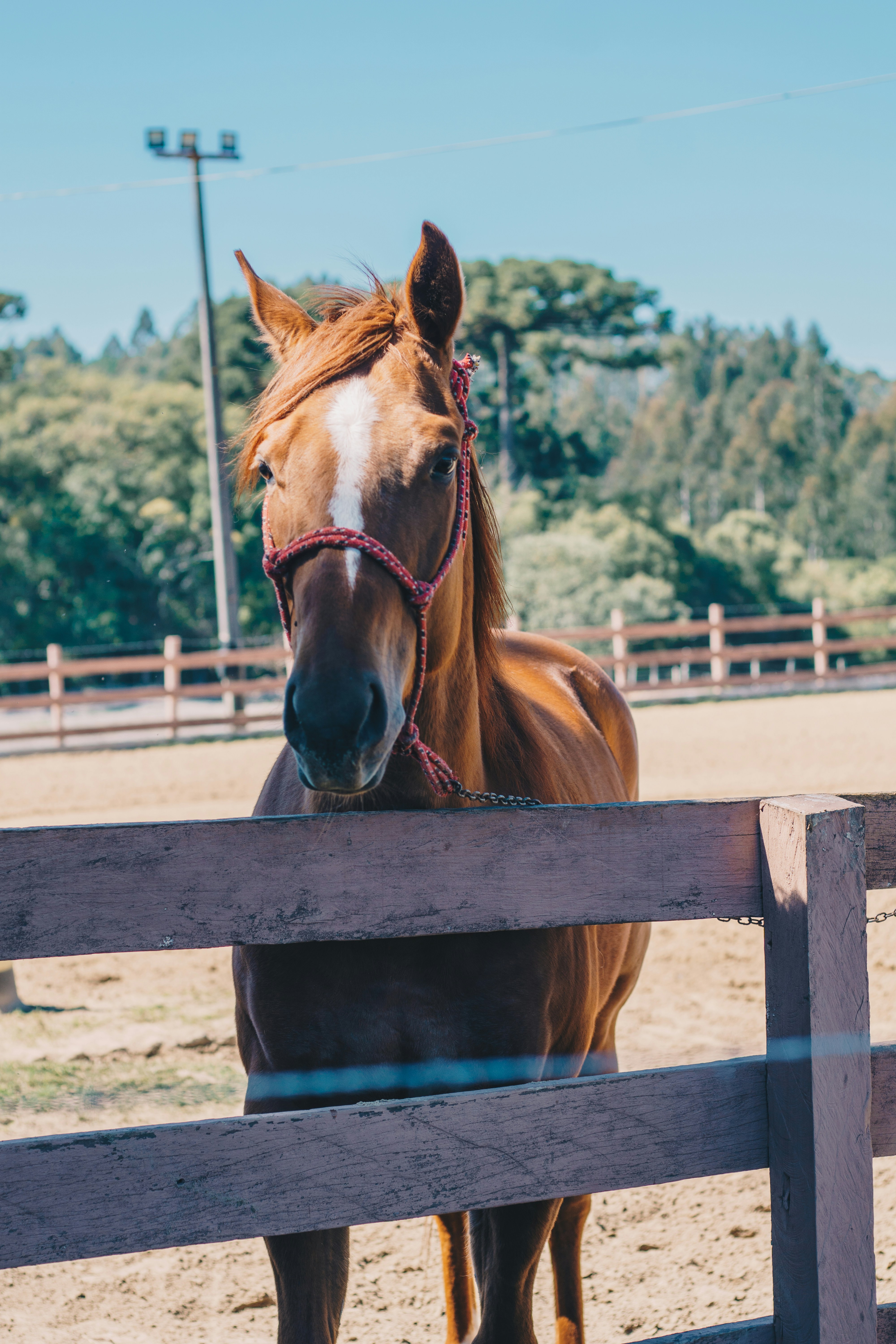 brown horse on brown wooden fence during daytime